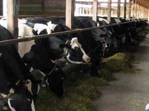The Cows of Kootenay Alpine Cheese Farm